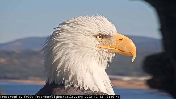 A profile view of Jackie the bald eagle as she sits in her nest near Big Bear Lake, California