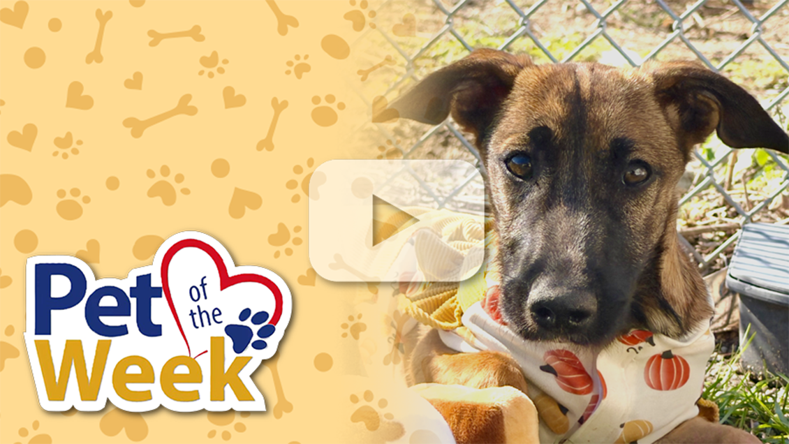 Pet of the Week graphic featuring a brown puppy wearing a pumpkin-patterned bandana, with paw prints, hearts and bones on a yellow background.