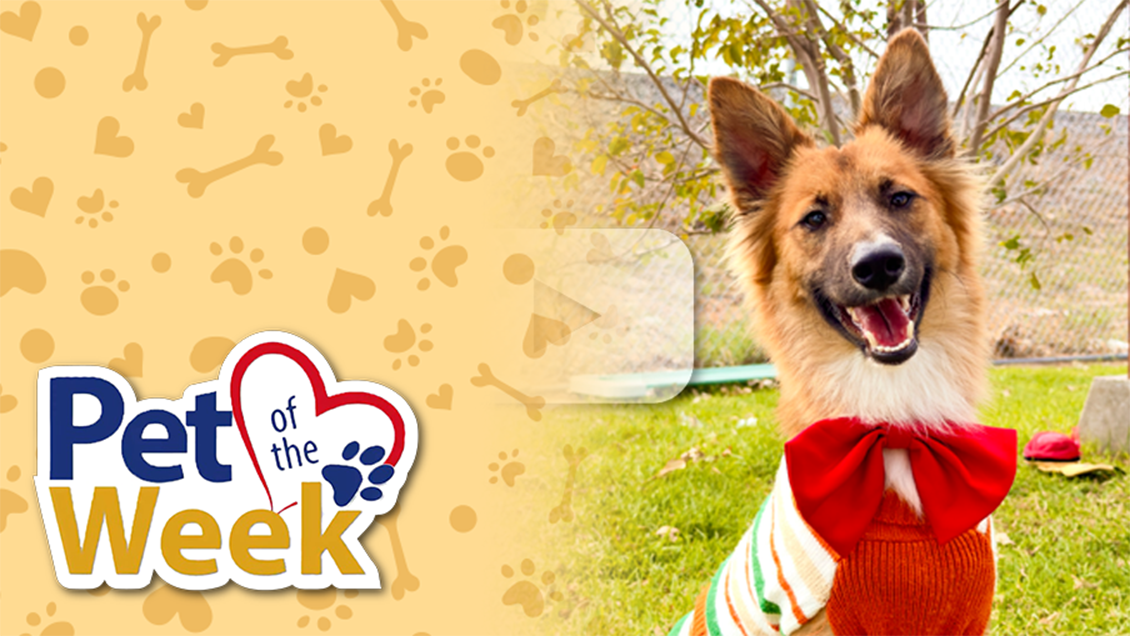 A fluffy brown and white dog wearing a red bowtie sits on green grass next to a "Pet of the Week" logo.