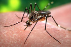 County Vector Program Helps Residents Prepare for Mosquito Season
