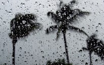 palm tree and rain