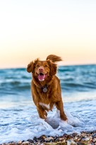 Dog running at the beach in the water