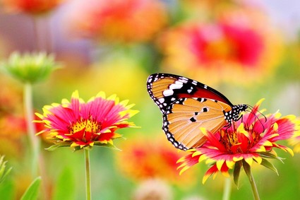 Butterfly_Garden