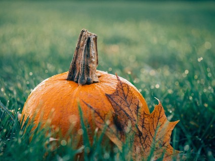 Pumpkin_Harvest
