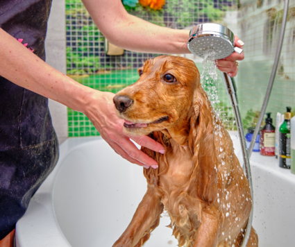 Dog Bath Indoors