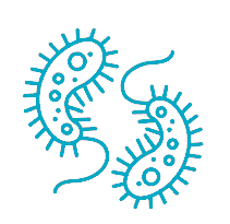 bacteria