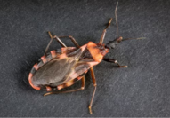 Chagas Added to County's List of Reportable Diseases 