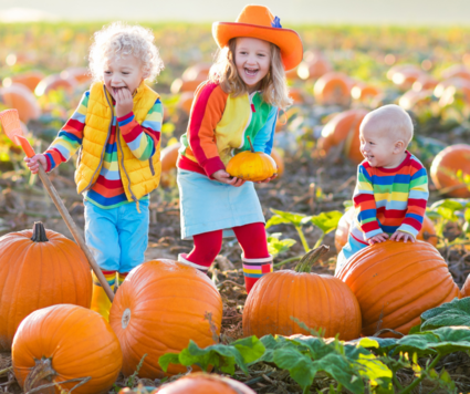 Pumpkin Patch 