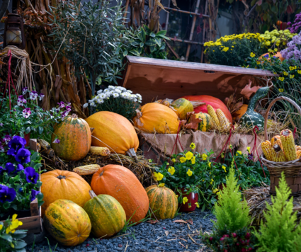 November Landscape and Garden Events  2024