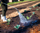 Irrigation of a garden