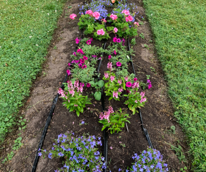 Drip Irrigation on flowers