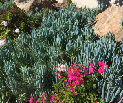 2025 09 Landscape Garden Events