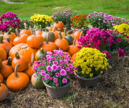 2025 10 Landscape Garden Events