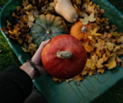 Pumpkin Compost