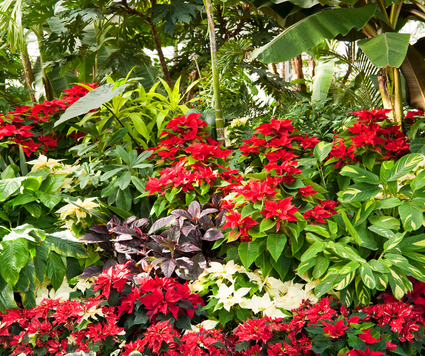 2025 December_Special Events_Landscape & Gardening