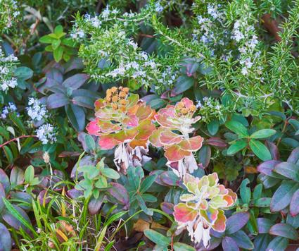 2026 01 Landscape Events