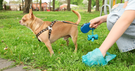 Pick After Your Dog