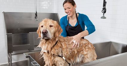 Dog Bath