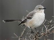 mockingbird