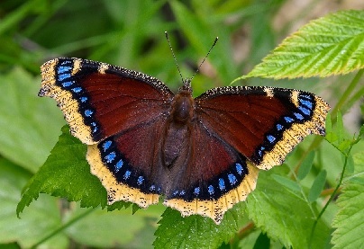 mourning cloak
