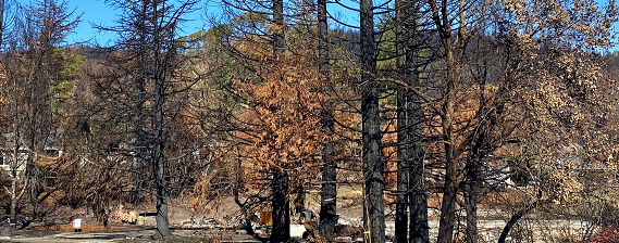 Hazard Tree Removal Program