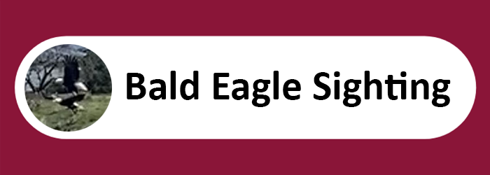 Bald Eagle Sighting ENG