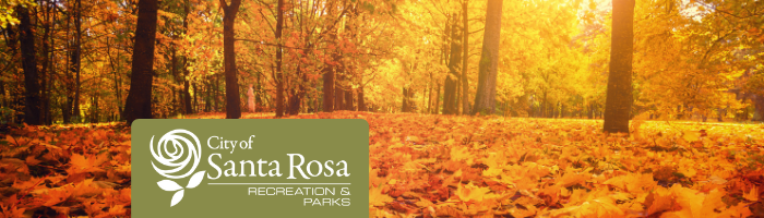 Autumn Trees and Leaves