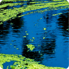 Blue Green Algae_225x225