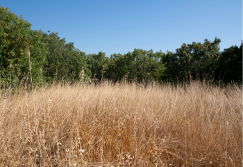 Weeds and Dry Grass_350x240