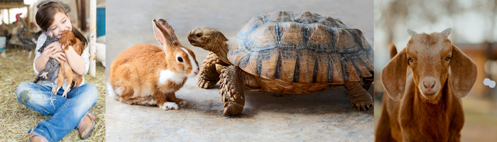 Pet Evacuation_700x200