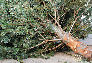 Zero Waste Tree Composting_350x240