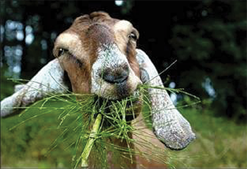 Goat Grazing_350x240