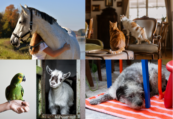 Pet Emergency Prep_350x240