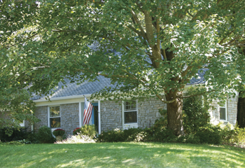 Ladder Fuels_350x240