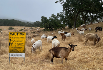 Goats Grazing_350x240