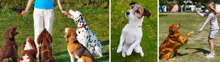 Dog Training_700x200