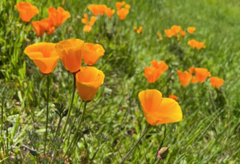 Nagasawa Park Memorial_California Poppy_350x240