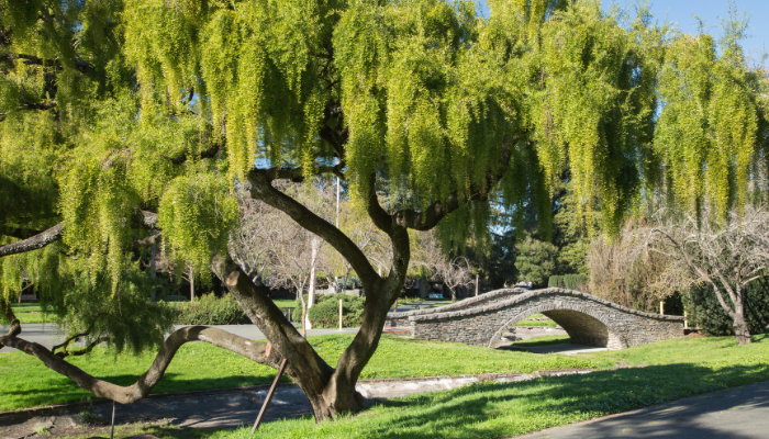 Juilliard Park_700x400