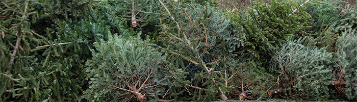 ZW Holiday Trees_700x200