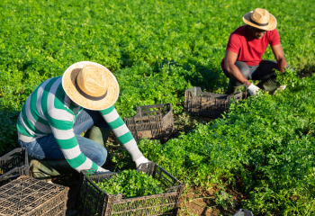 Farm Workers Holiday_350x240