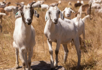 Goats_350x240