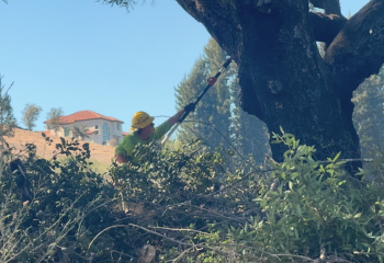 Vegetation Management Project Completed_350x240