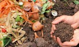 Skip the sink and compost