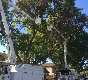 Tree maintenance