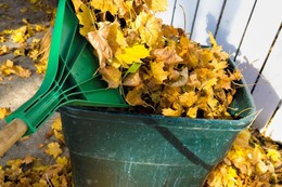 Leaf Collection