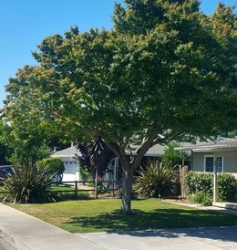 City Street Tree