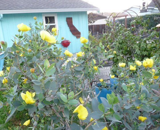 Native Yellow Bush Poppy - Landscape