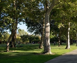 Parks trees