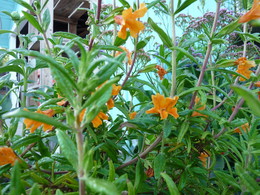 California Native Plants