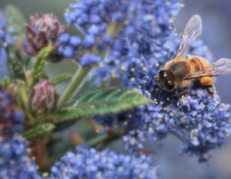 Pollinators Ceanothus